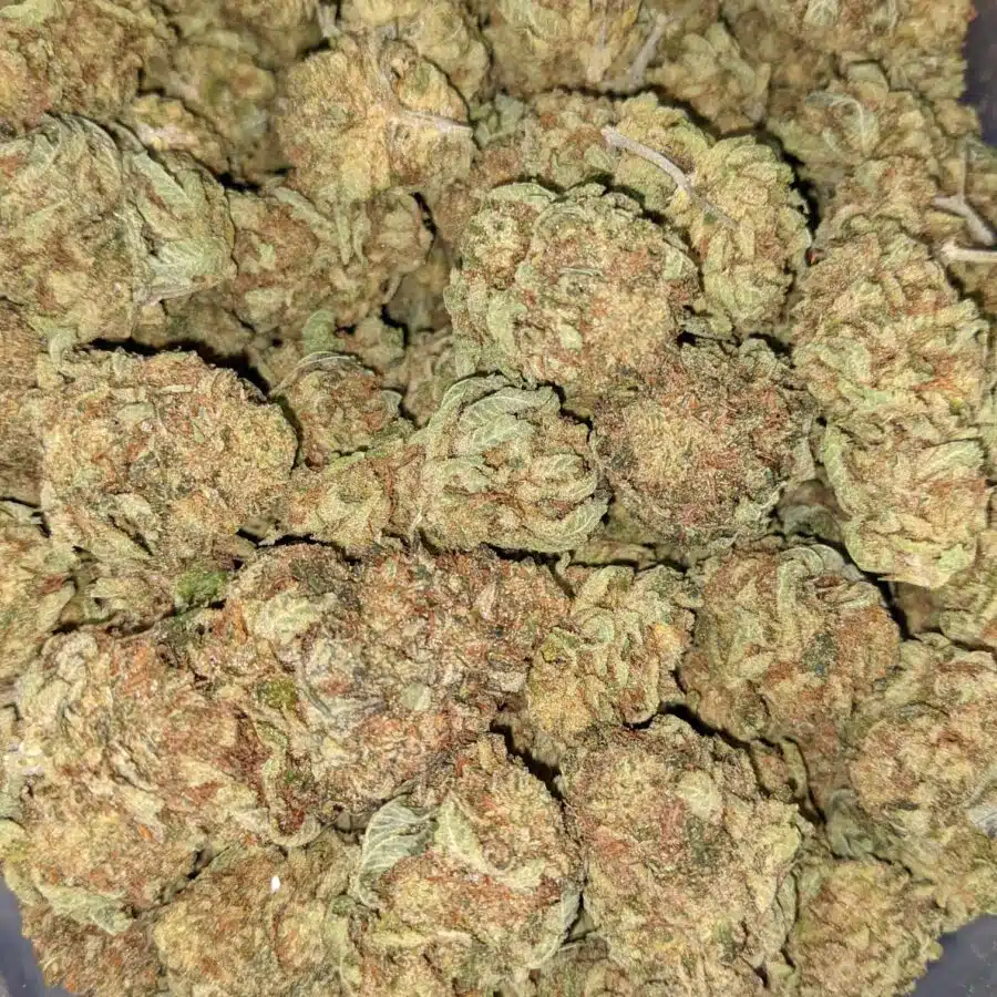 BANANA SPLIT BX 4 I Banana Split Bulk Special