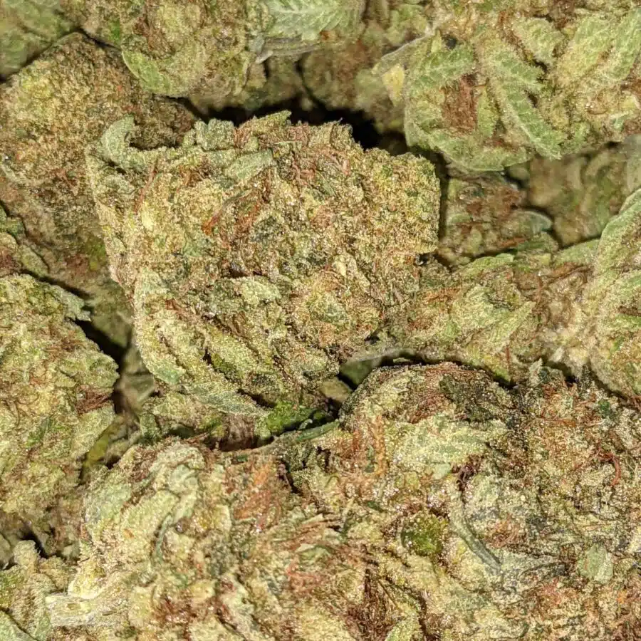BANANA SPLIT BX 5 I Banana Split Bulk Special
