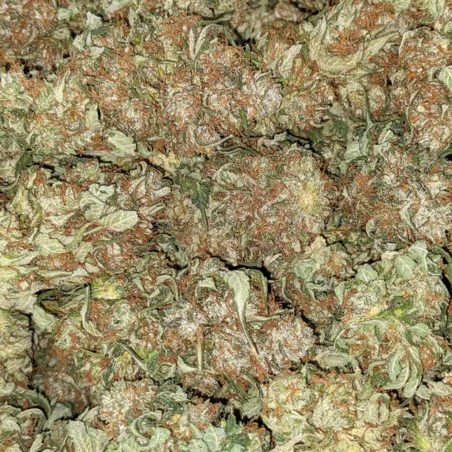 BC BIG BUD BULK SPECIAL 1 I $59 Oz - BC Big Bud
