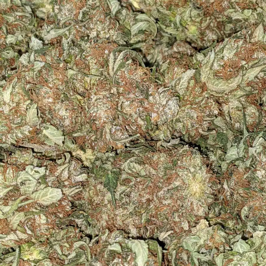 BC BIG BUD BULK SPECIAL 2 I $59 Oz - BC Big Bud