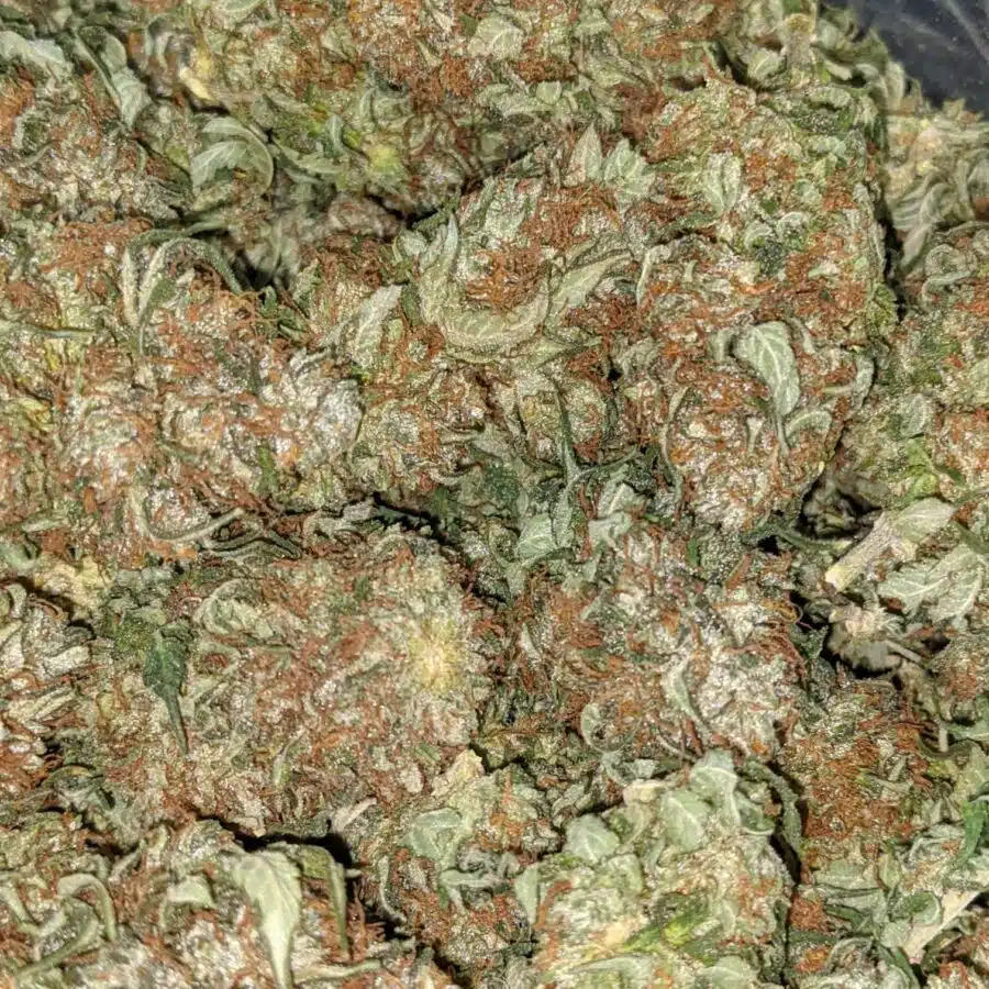 BC BIG BUD BULK SPECIAL 4 I $59 Oz - BC Big Bud