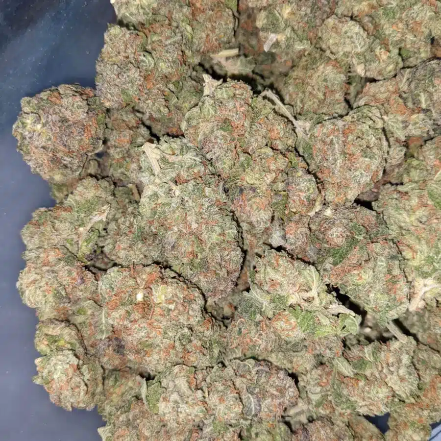 COSMO KUSH 2 I Cosmo Kush Bulk Special