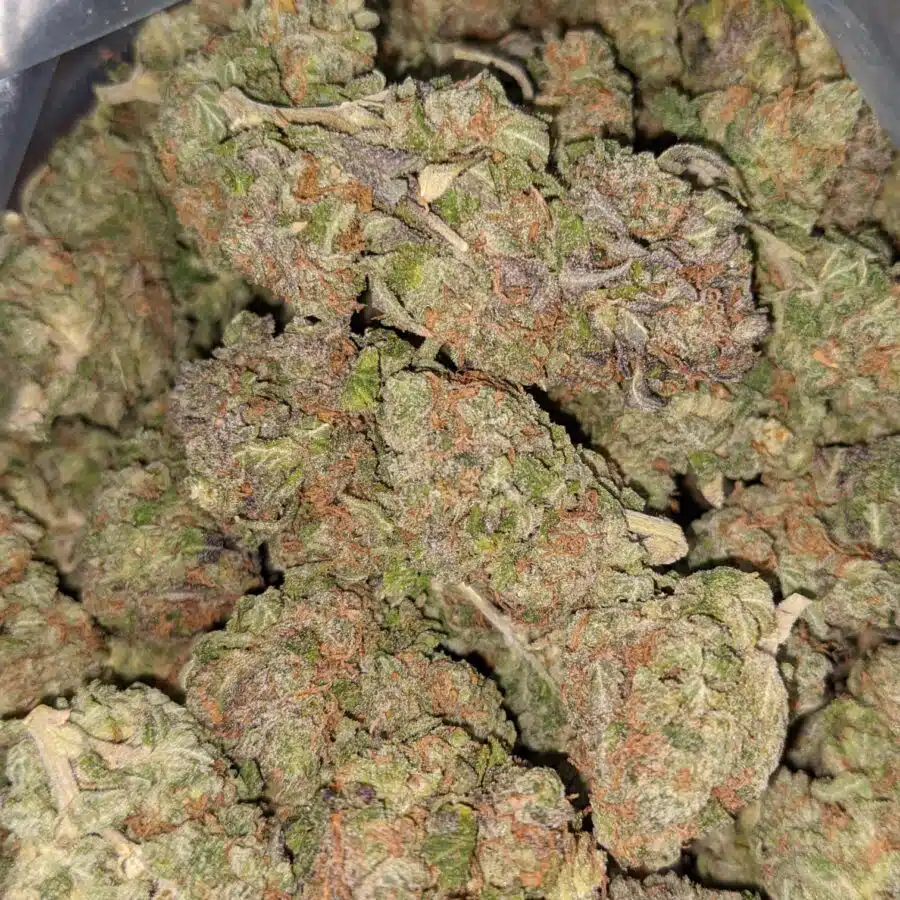 COSMO KUSH 4 I Cosmo Kush Bulk Special