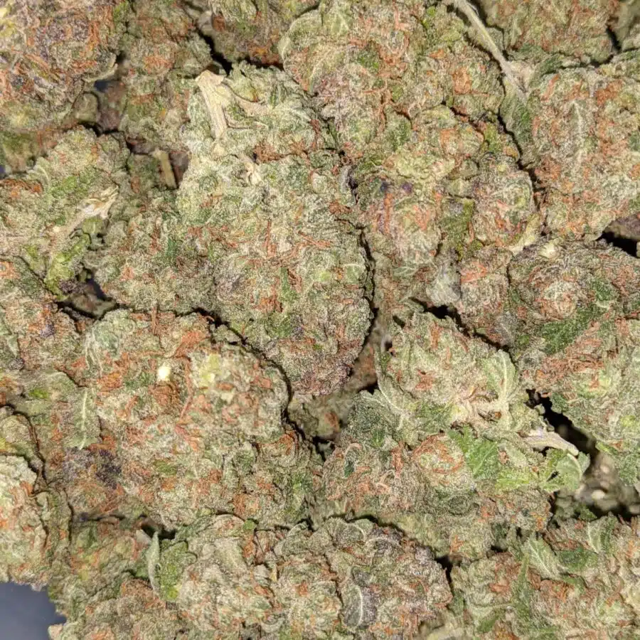 COSMO KUSH 5 I Cosmo Kush Bulk Special