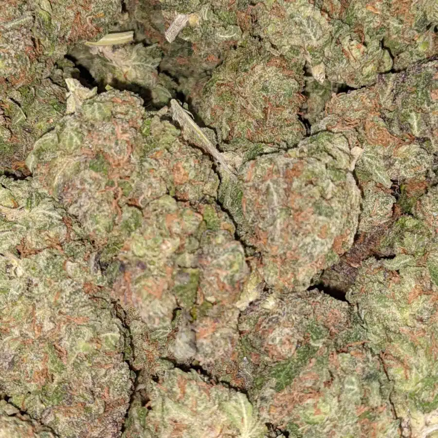 COSMO KUSH 6 I Cosmo Kush Bulk Special