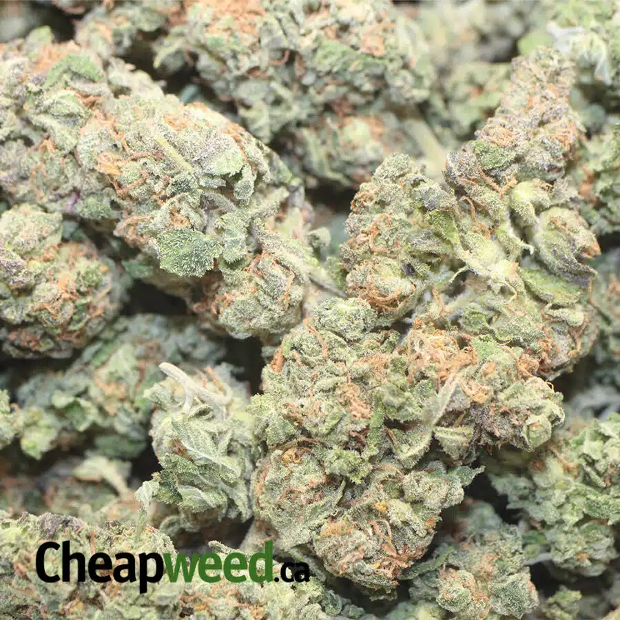 COSMO KUSH B SP 1 I Cosmo Kush Bulk Special