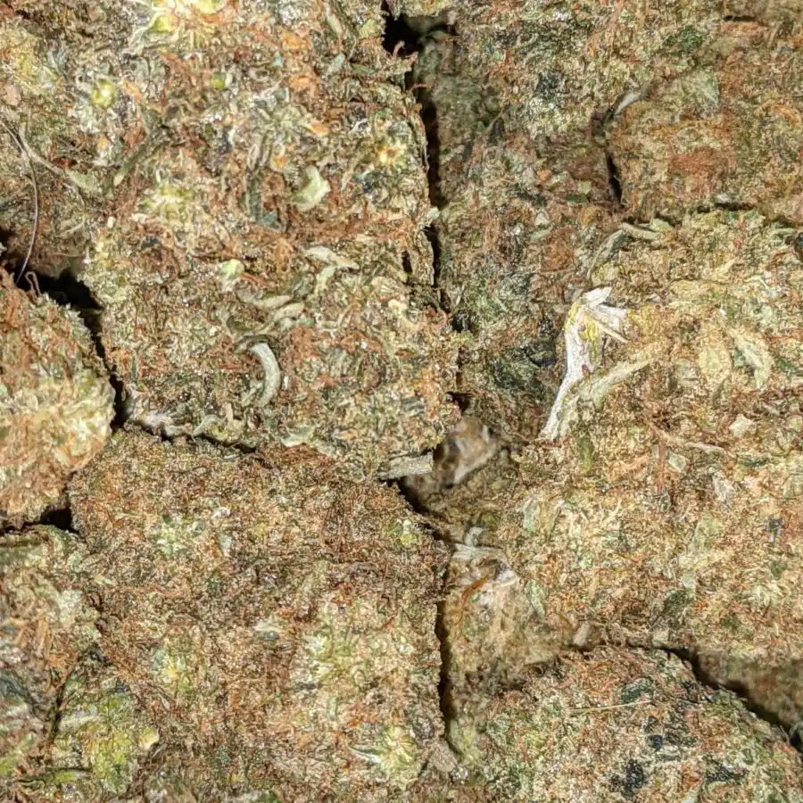 FIRE OG BULK SPECIAL 1 I Fire OG Bulk Special