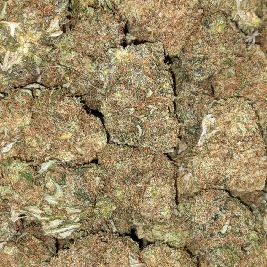 FIRE OG BULK SPECIAL 4 I Fire OG Bulk Special