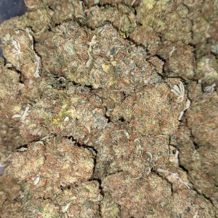 FIRE OG BULK SPECIAL 5 I Fire OG Bulk Special