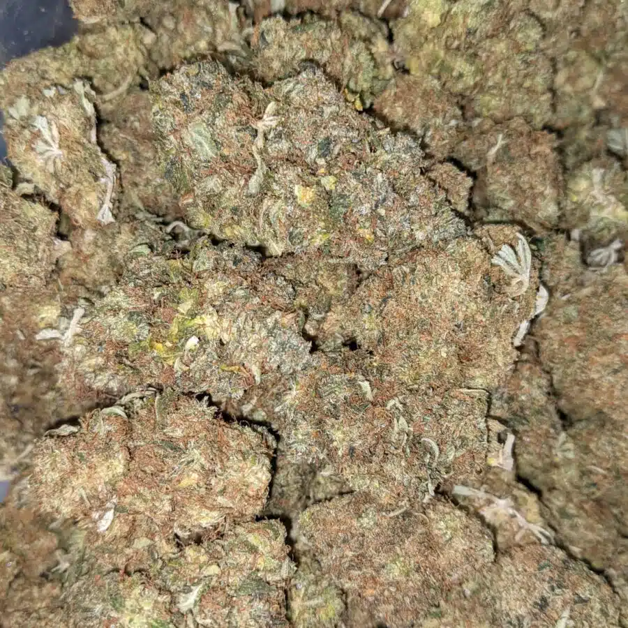 FIRE OG BULK SPECIAL 5 I Fire OG Bulk Special