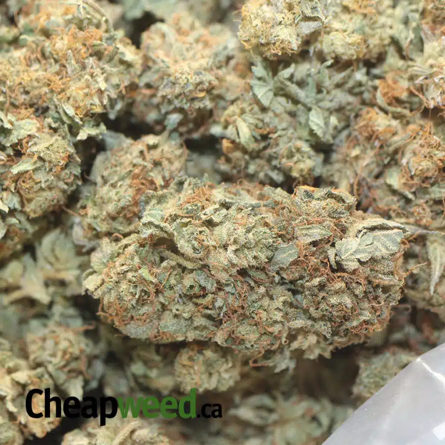 ICREDIBLE B SP 1 I INCREDIBLE AA+ BULK SPECIAL