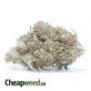 INCREDIBLE AA+ BULK SPECIAL