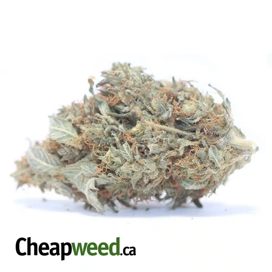 INCREDIBLE AA+ BULK SPECIAL