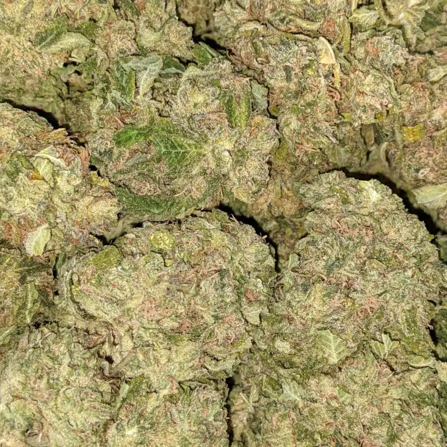 INCREDIBLE BULK SPEC 3 I $59 Oz - Incredible Kush