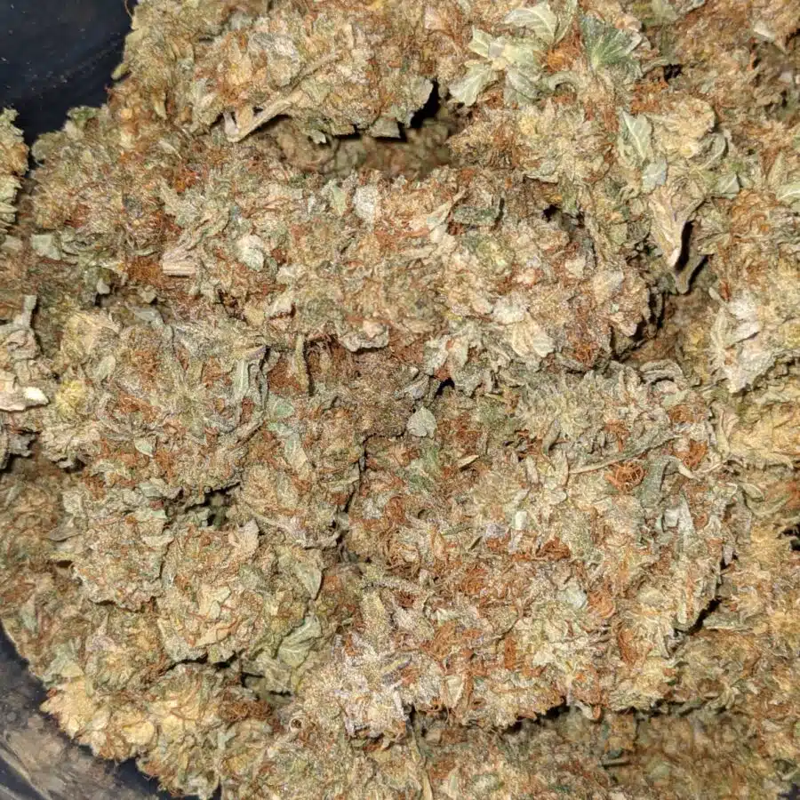 Incredible AA 1 I INCREDIBLE AA+ BULK SPECIAL