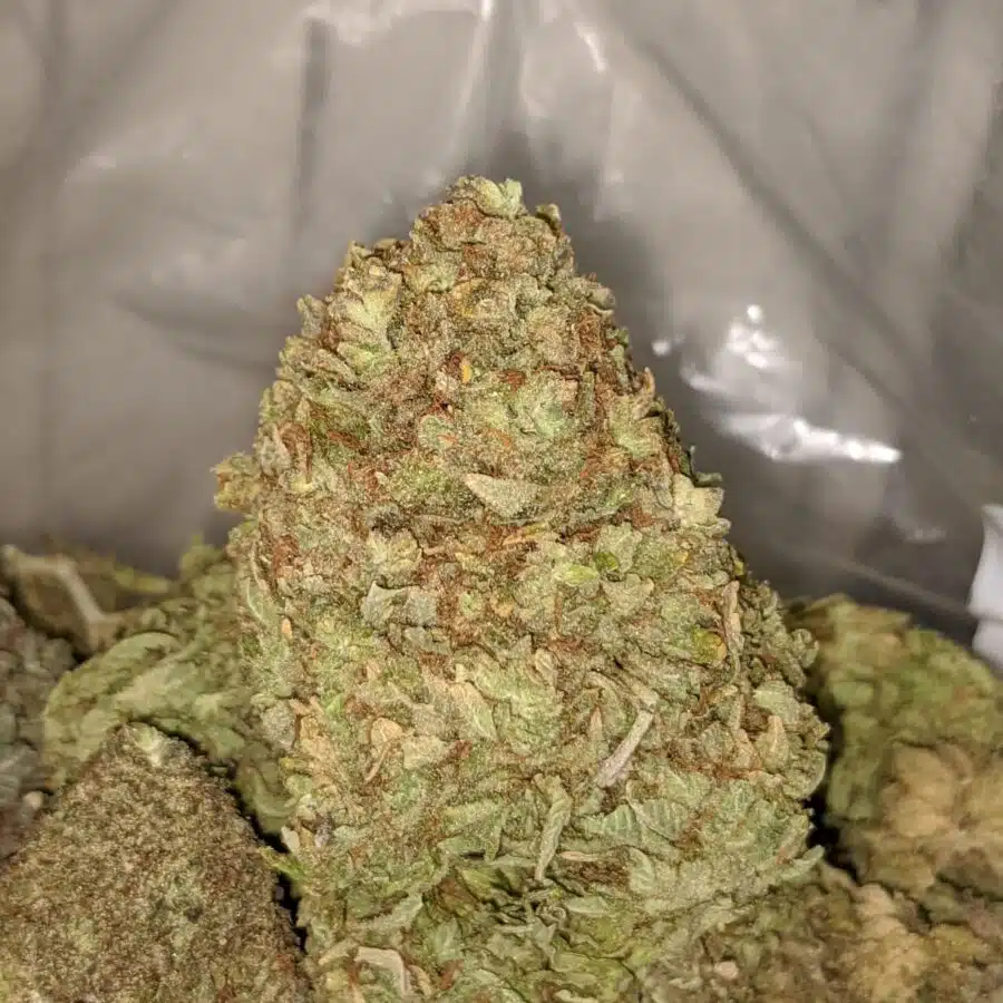LAUGHING BUDDHA BS 1 I Laughing Buddha Bulk Special
