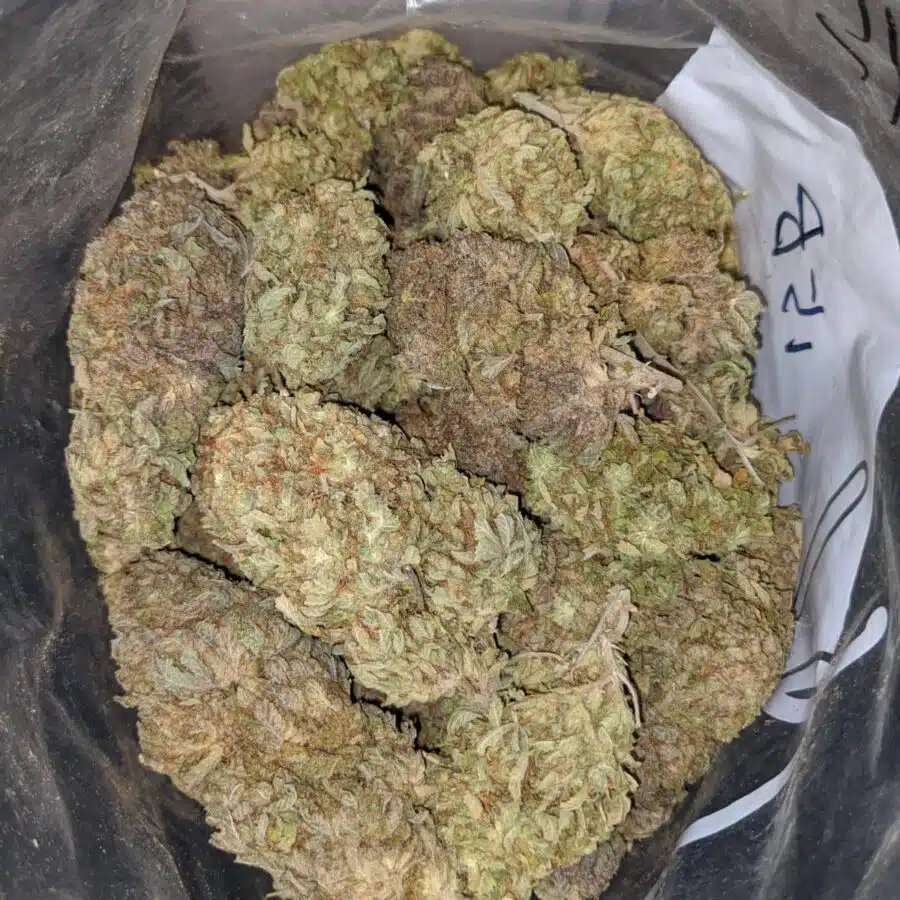 LAUGHING BUDDHA BS 3 I Laughing Buddha Bulk Special