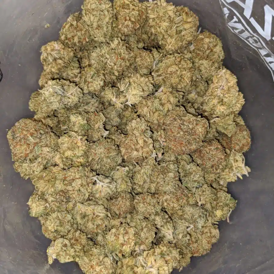 LEMONCELLO BS 1 I Lemoncello Bulk Special