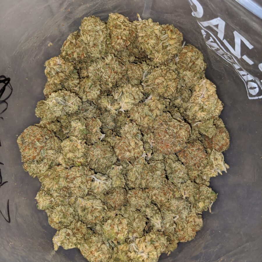 LEMONCELLO BS 4 I Lemoncello Bulk Special