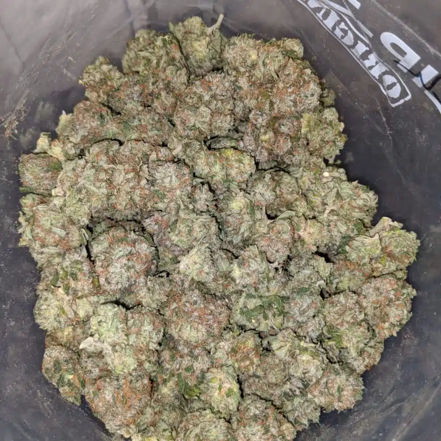 La confidental dod 3 I LA Confidential - *Deal of the Day*