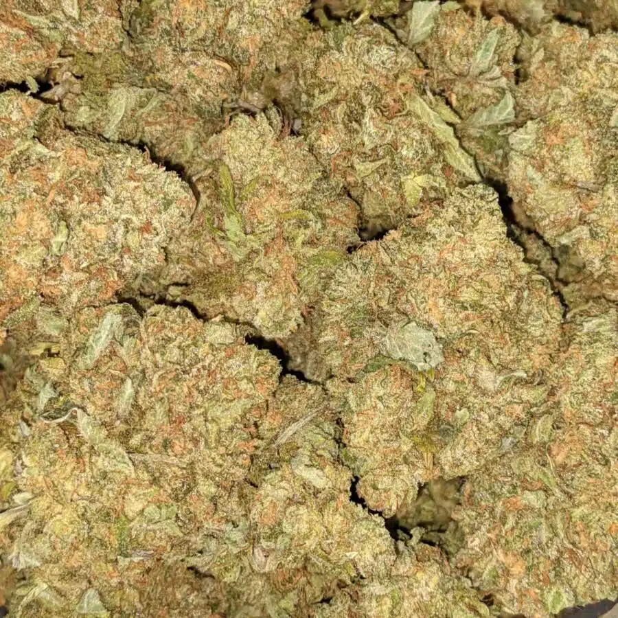ORANGE COMATOSE 3 I $69 Oz - Orange Comatose