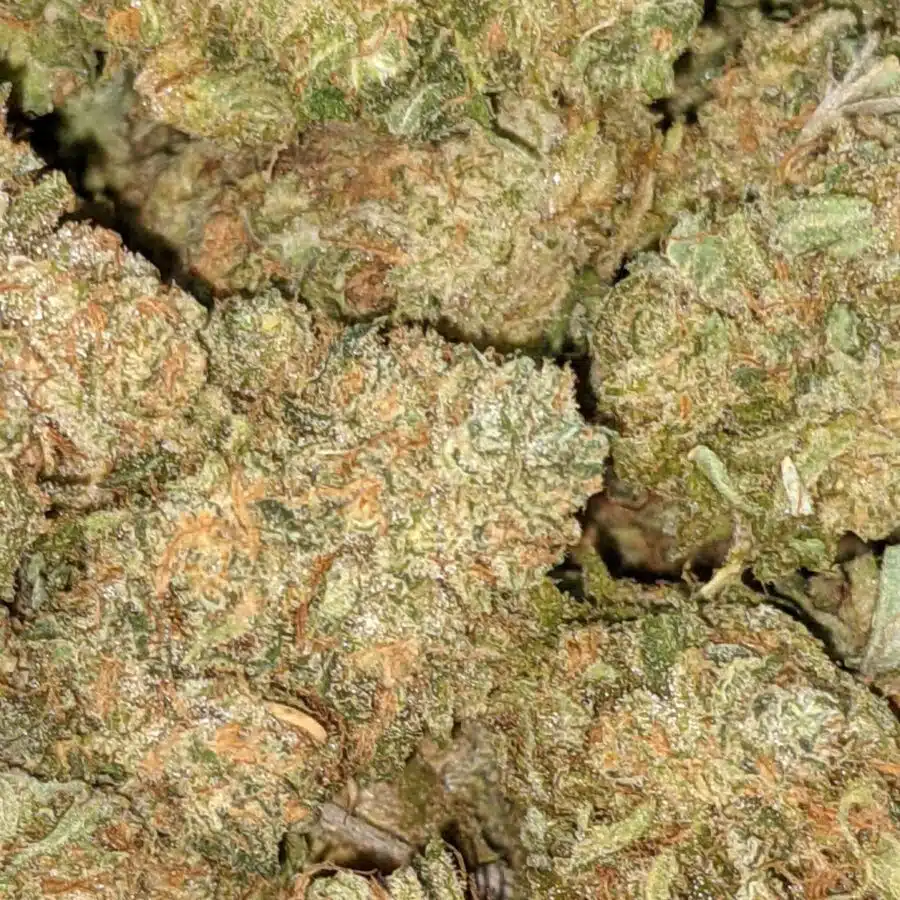 ORANGE COMATOSE 4 I $69 Oz - Orange Comatose