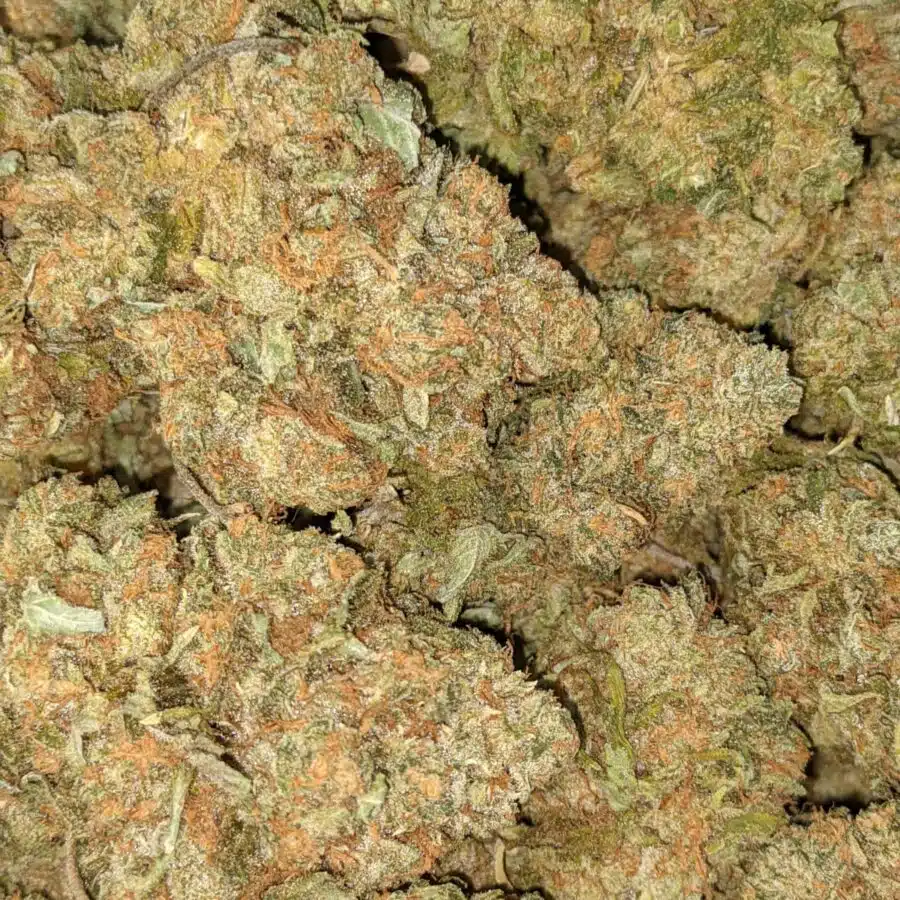 ORANGE COMATOSE 5 I $69 Oz - Orange Comatose