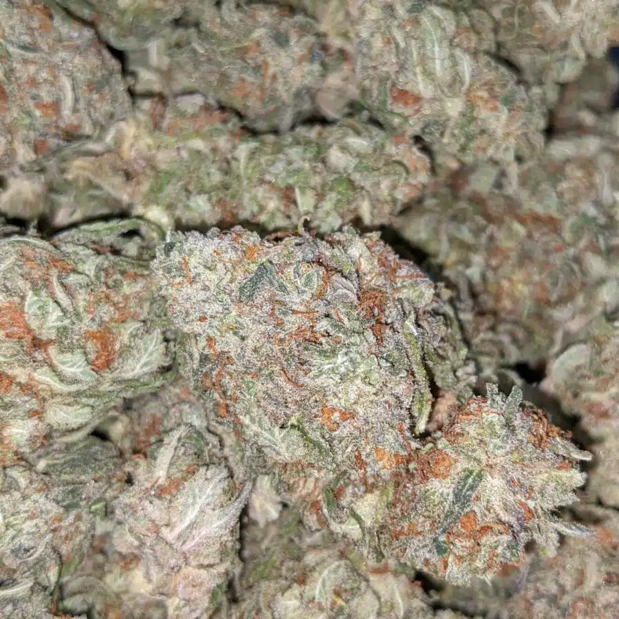 PINA COLADA BULK SPEC 4 I $59 Oz - Pina Colada
