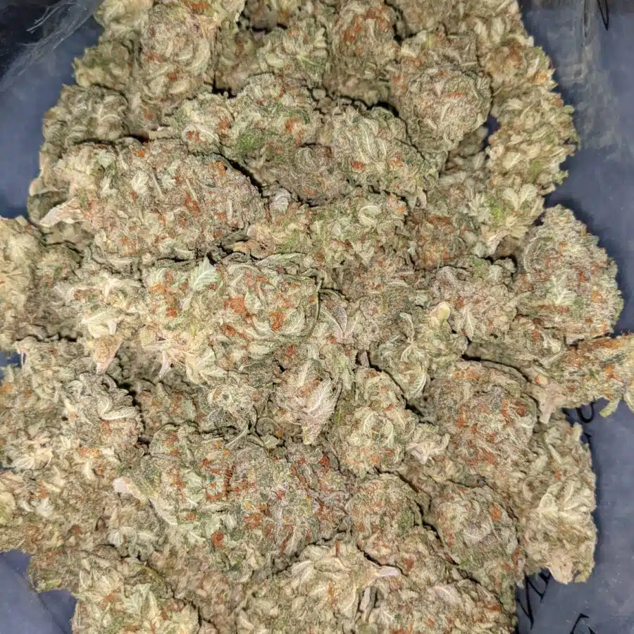 PINA COLADA BULK SPEC 5 I $59 Oz - Pina Colada