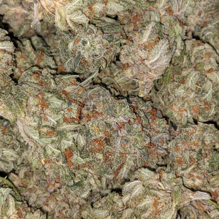 PINA COLADA BULK SPEC 6 I $59 Oz - Pina Colada