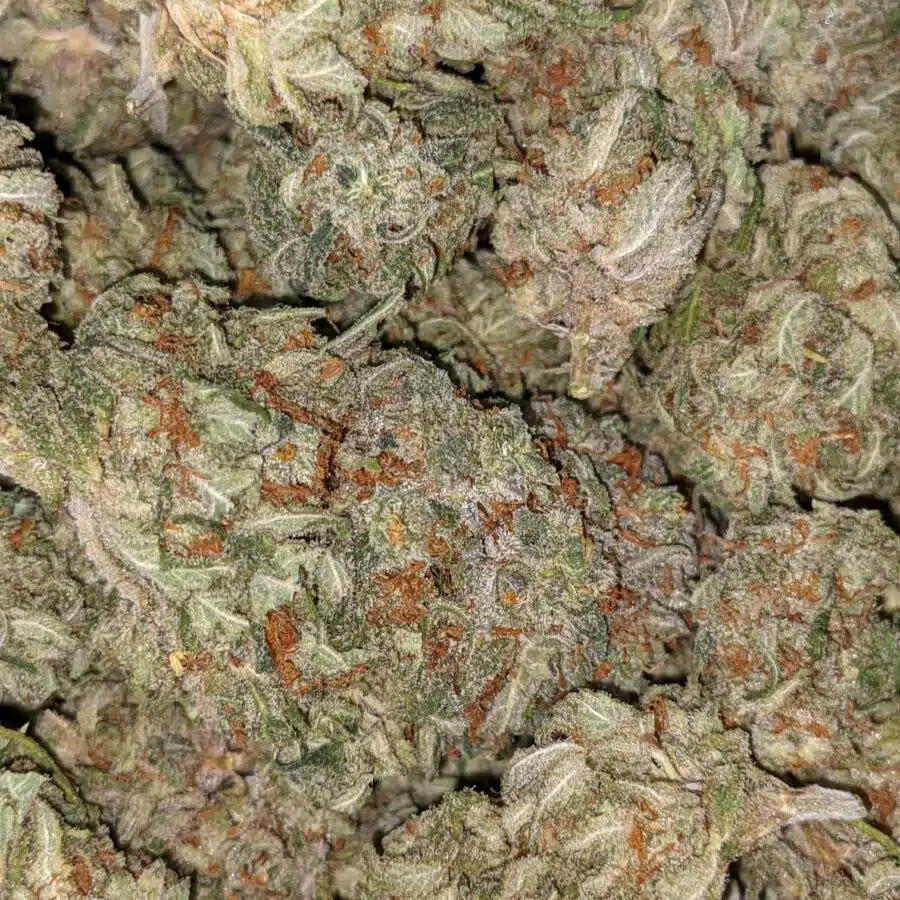 Alternative view of $59 Oz - Pina Colada