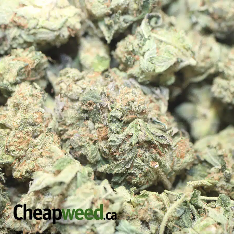 PINK KUBBIE 1 I Pink Kubbie Kush