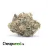 Pink Kubbie Kush