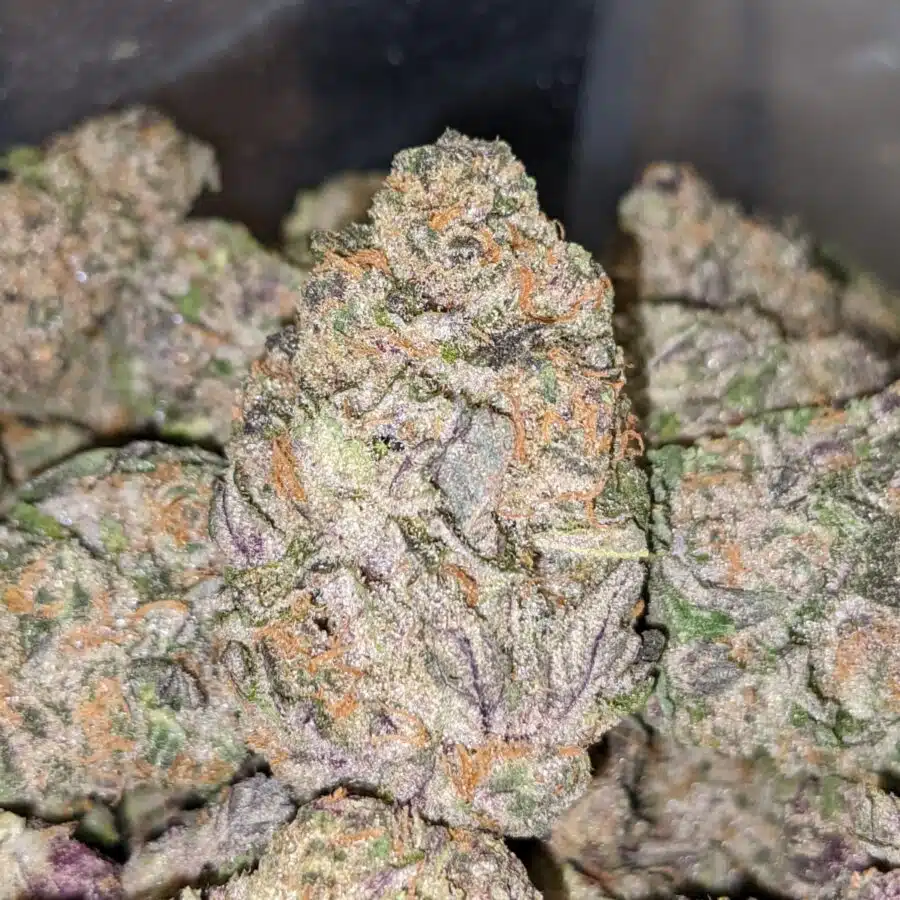RAINBOW SHERBERT 1 I $89 Oz - Rainbow Sherbert