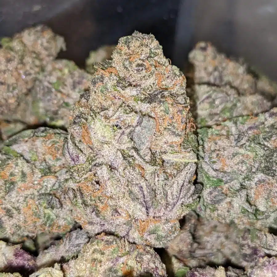 RAINBOW SHERBERT 4 I $89 Oz - Rainbow Sherbert