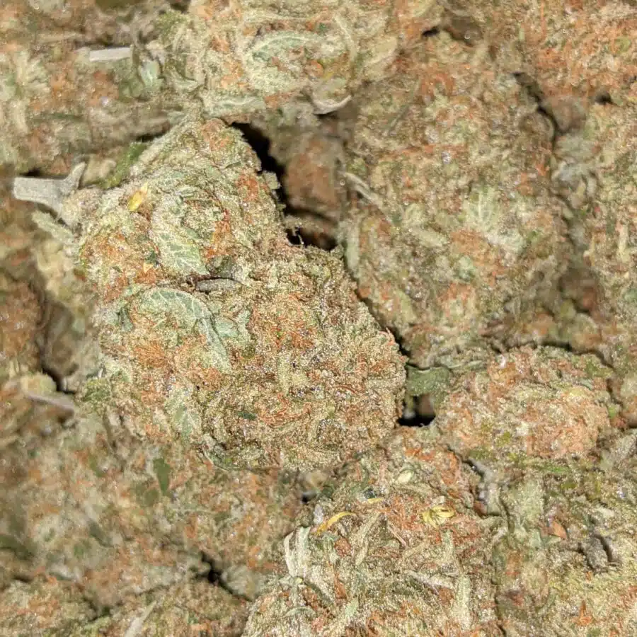 SHERBERT AAA 5 I $69 Oz - Sherbert