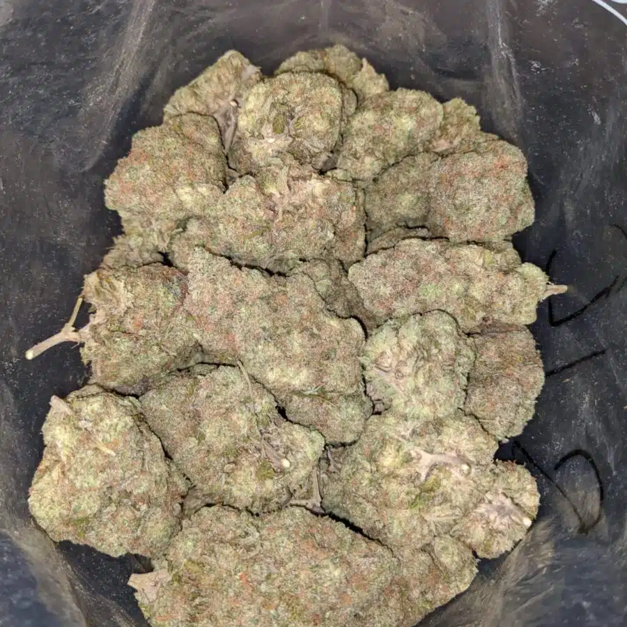 TROPICAL SUNSET 2 I $89 Oz - Tropical Sunset