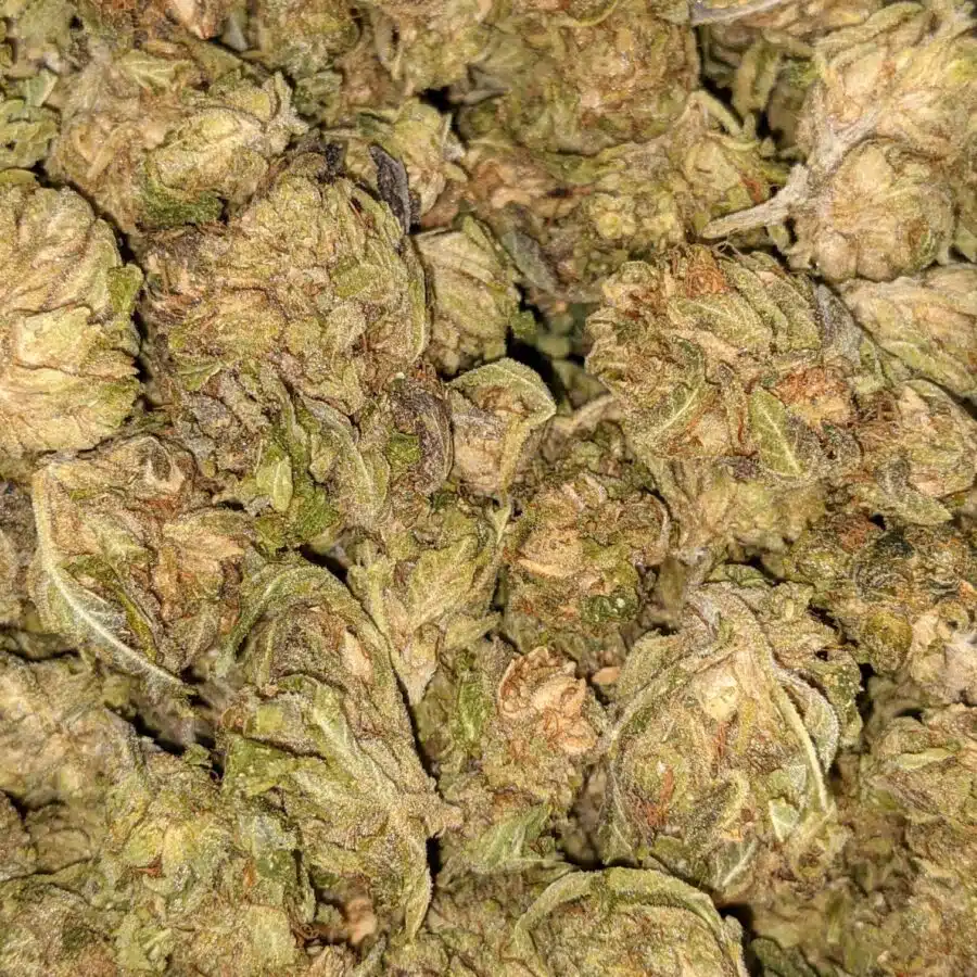 TUNA GAS 4 I Emmas Tuna (Smalls)