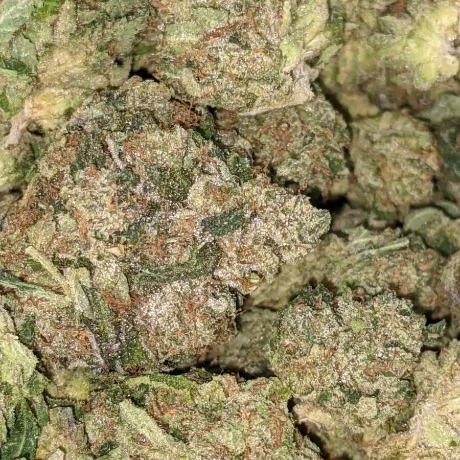 WhatsApp Image 2021 08 28 at 1.22.29 PM 1 I Pink Kubbie Kush