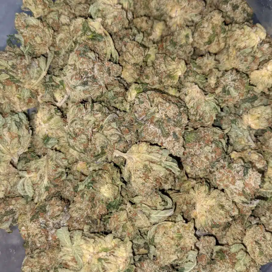 WhatsApp Image 2021 08 28 at 1.22.29 PM I Pink Kubbie Kush