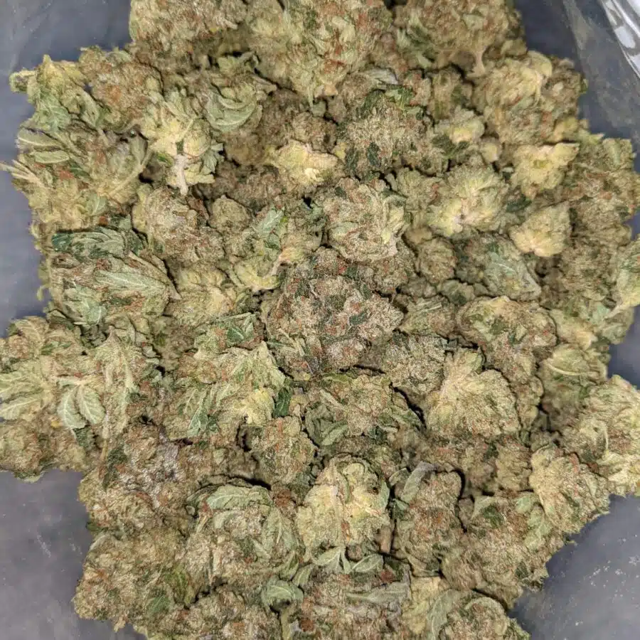 WhatsApp Image 2021 08 28 at 1.22.30 PM I Pink Kubbie Kush