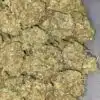 PINK OG BULK SPECIAL