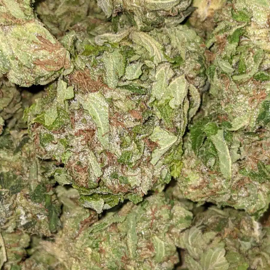 Alternative view of $100 OG Got Bit of Dank