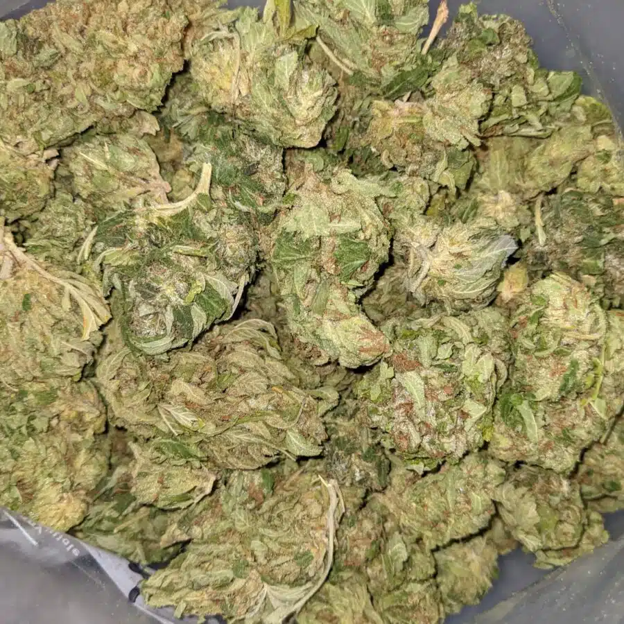 WhatsApp Image 2021 08 31 at 9.11.16 AM I $100 OG Got Bit of Dank