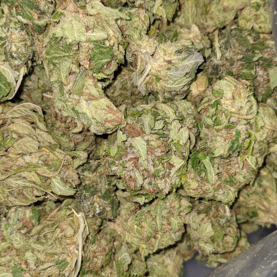 WhatsApp Image 2021 08 31 at 9.11.17 AM 1 I $100 OG Got Bit of Dank
