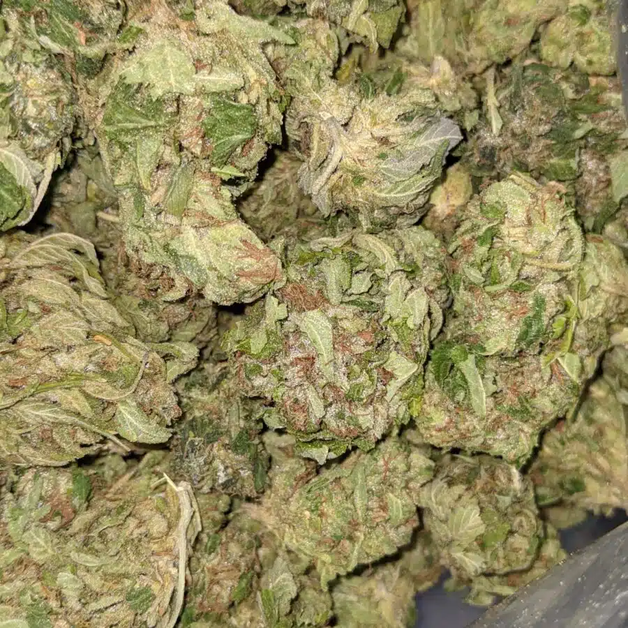 WhatsApp Image 2021 08 31 at 9.11.17 AM 1 I $100 OG Got Bit of Dank