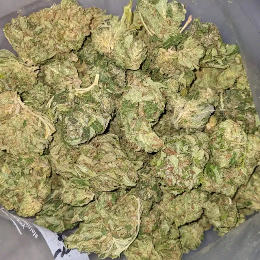 WhatsApp Image 2021 08 31 at 9.11.17 AM 2 I $100 OG Got Bit of Dank