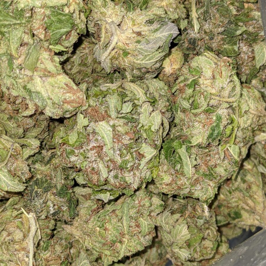 WhatsApp Image 2021 08 31 at 9.11.17 AM I $100 OG Got Bit of Dank