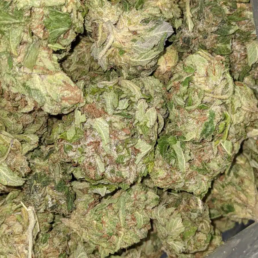 WhatsApp Image 2021 08 31 at 9.11.17 AM I $100 OG Got Bit of Dank