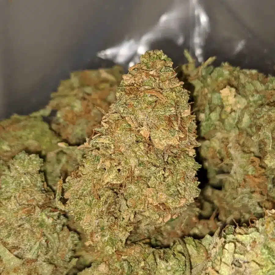 apple kush aa 1 I Apple Kush AA+